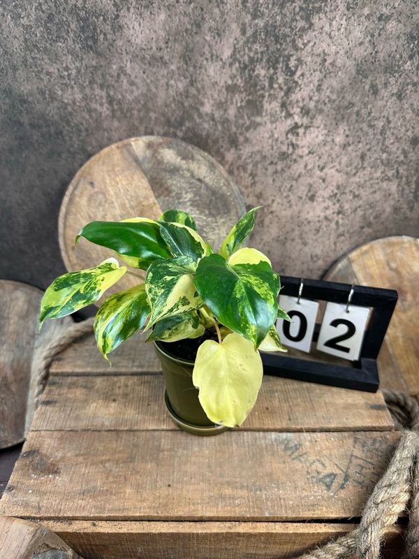 Philodendron Burle Marx Variegata #2 Philodendron Burle Marx Variegata #2