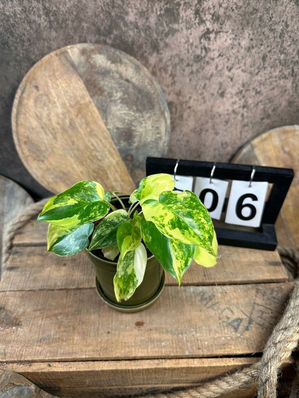 Philodendron Burle Marx Variegata #6 Philodendron Burle Marx Variegata #6