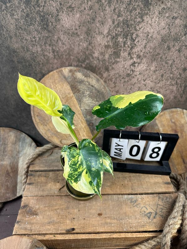 Philodendron Burle Marx Variegata #8 Philodendron Burle Marx Variegata #8