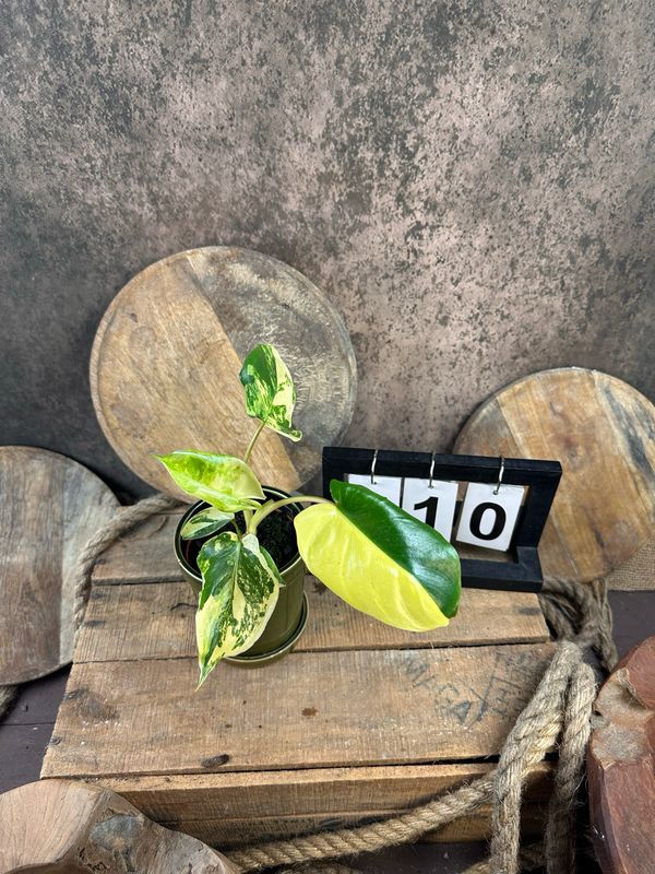 Philodendron Burle Marx Variegata #10 Philodendron Burle Marx Variegata #10