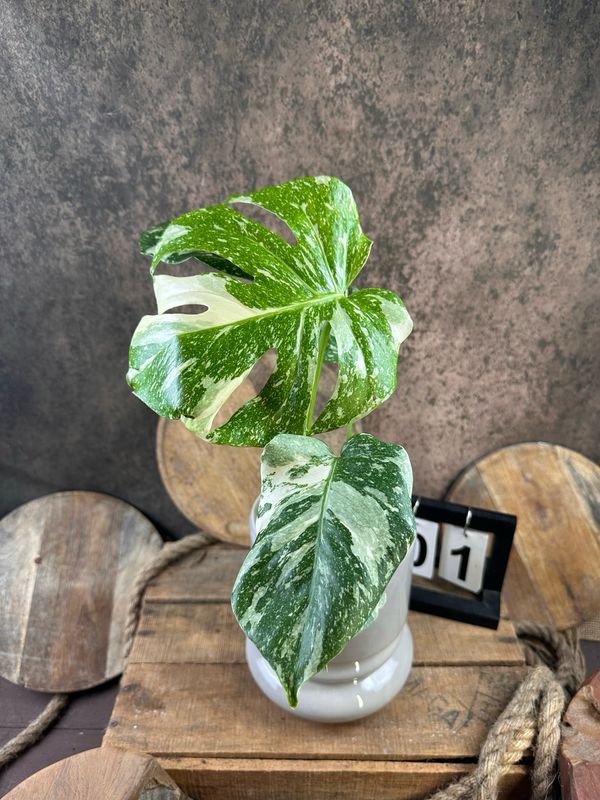 Monstera Thai Constellation #I Monstera Thai Constellation #I