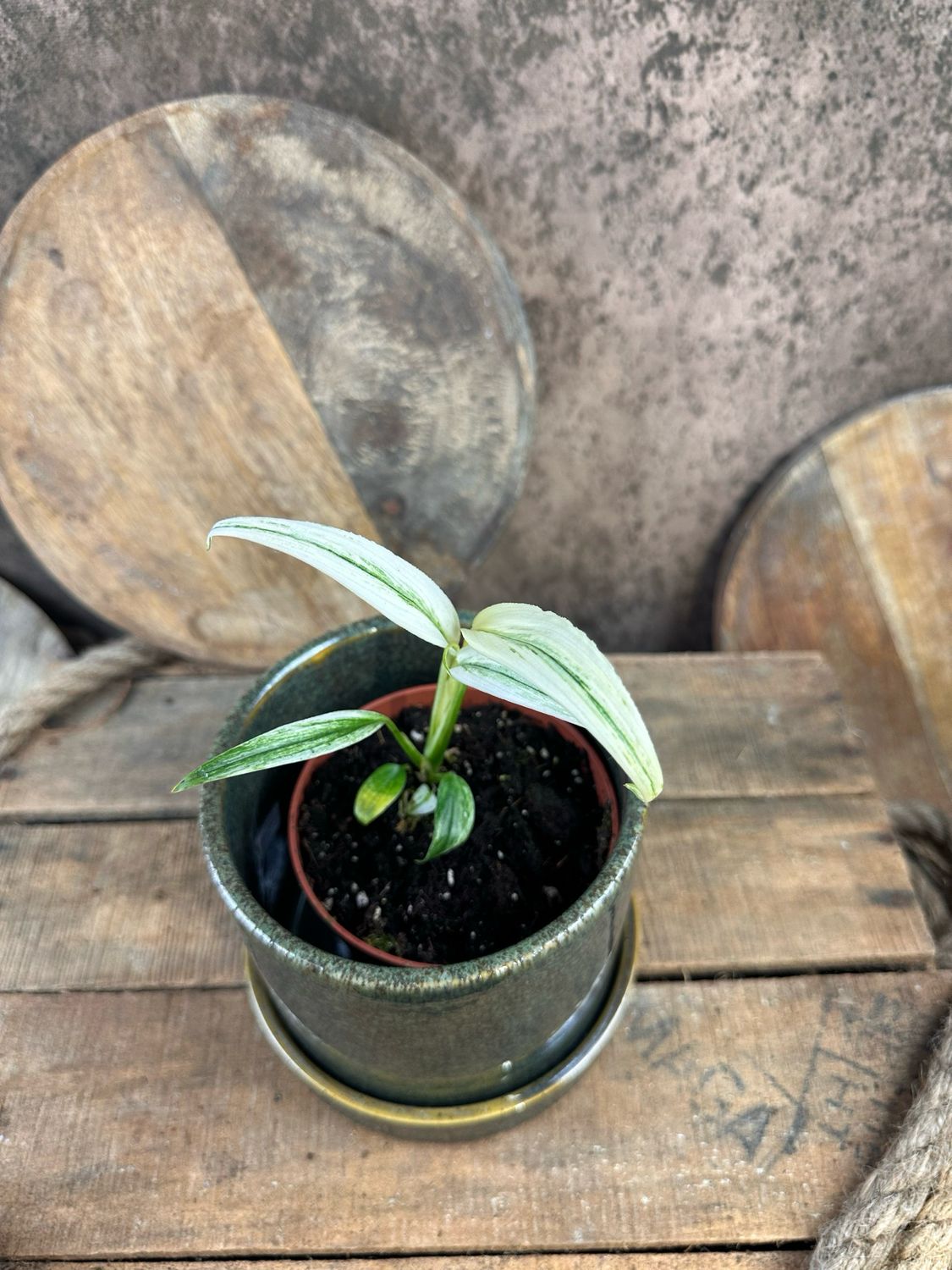 Epipremnum Amplissimum Variegata 