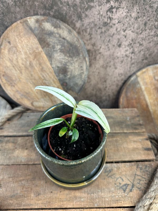 Epipremnum Amplissimum Variegata Epipremnum Amplissimum Variegata