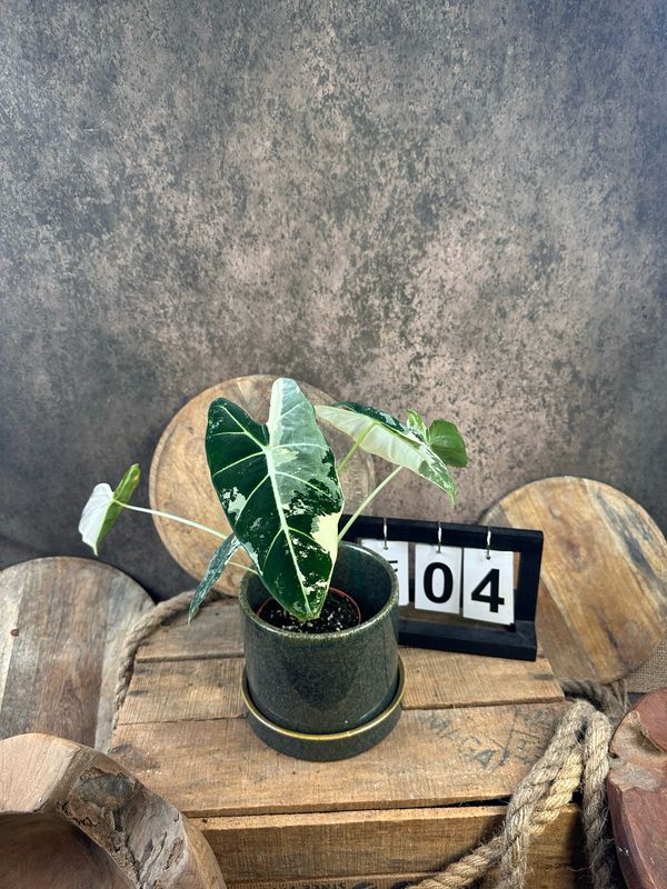 Alocasia Frydek Variegata #S4 Alocasia Frydek Variegata #S4