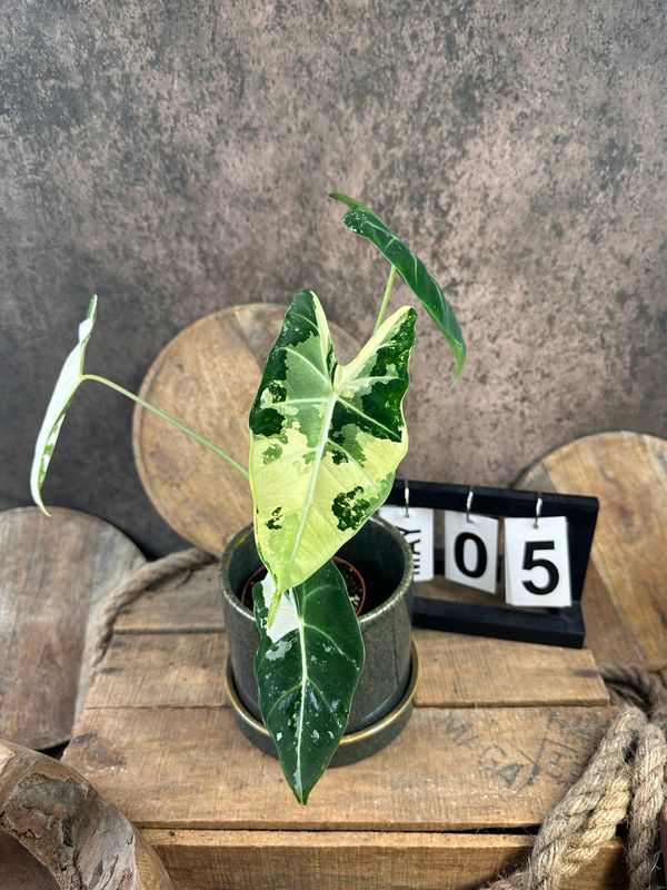 Alocasia Frydek Variegata #S5 Alocasia Frydek Variegata #S5
