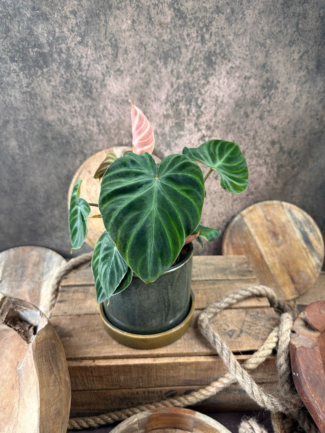 Philodendron Verrucosum
