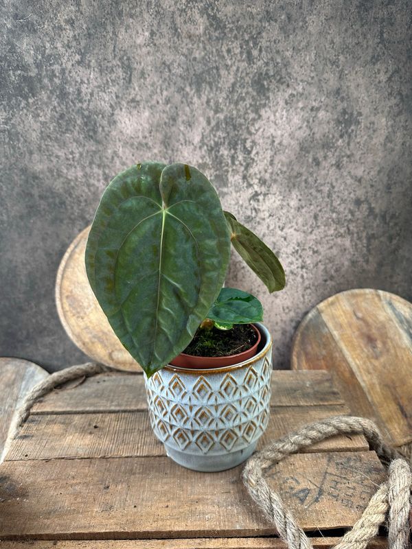 Anthurium papillilaminum Anthurium papillilaminum