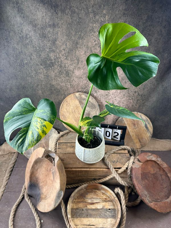 Monstera Deliciosa Aurea Variegata #2 Monstera Deliciosa Aurea Variegata #2
