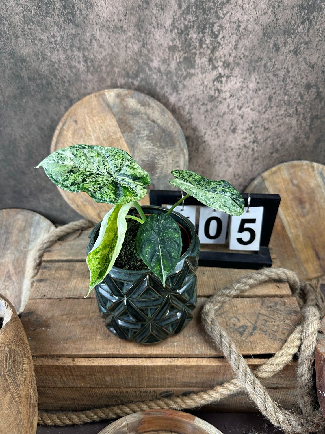 Alocasia Dragon Scale Mint Variegata #5
