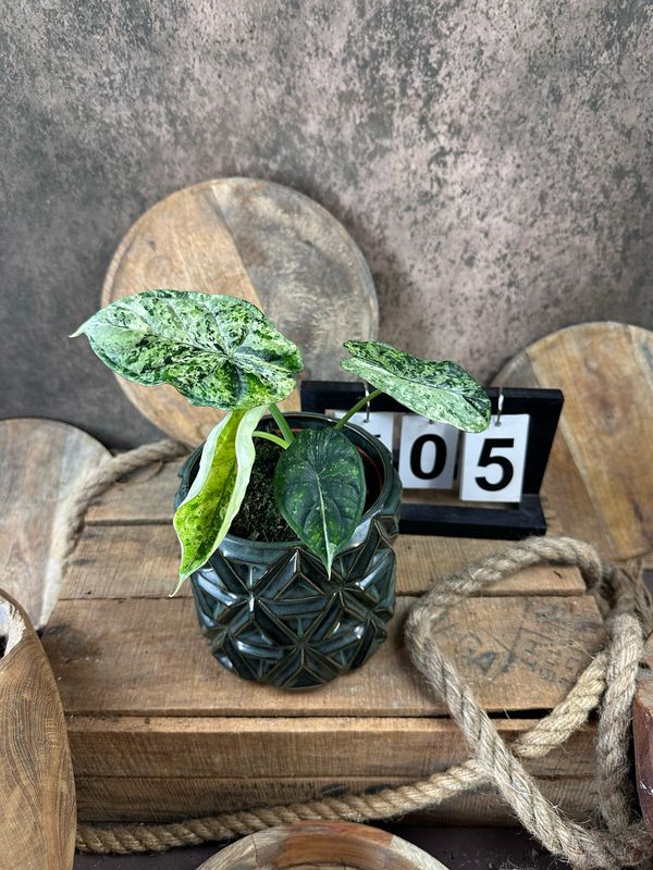 Alocasia Dragon Scale Mint Variegata #5 Alocasia Dragon Scale Mint Variegata #5