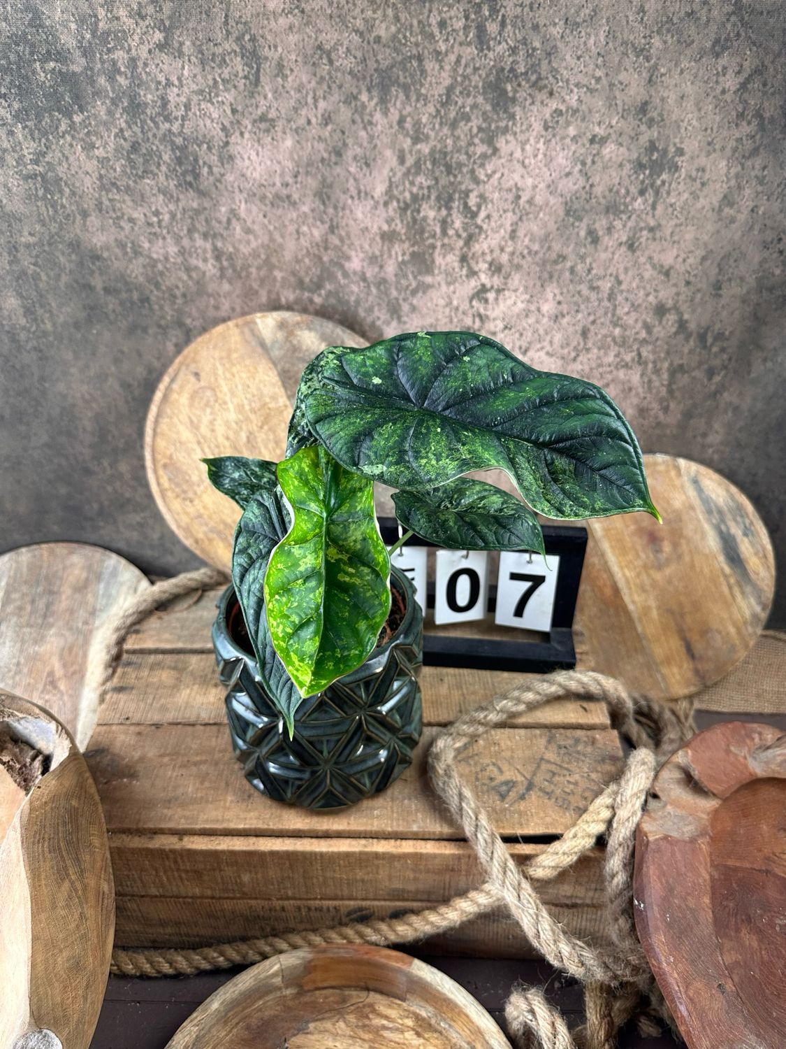 Alocasia Dragon Scale Mint Variegata #7