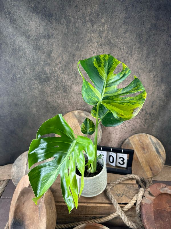 Monstera Deliciosa Aurea Variegata #3 Monstera Deliciosa Aurea Variegata #3