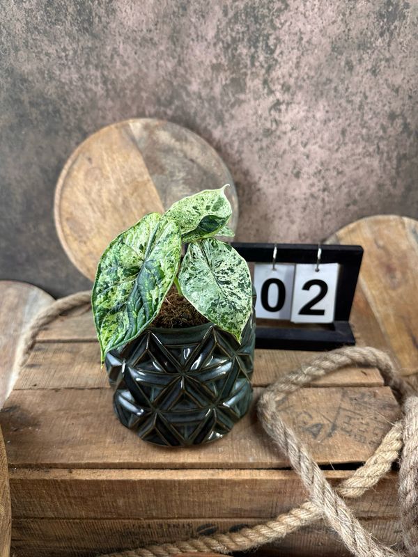 Alocasia Dragon Scale Mint Variegata #2 Alocasia Dragon Scale Mint Variegata #2
