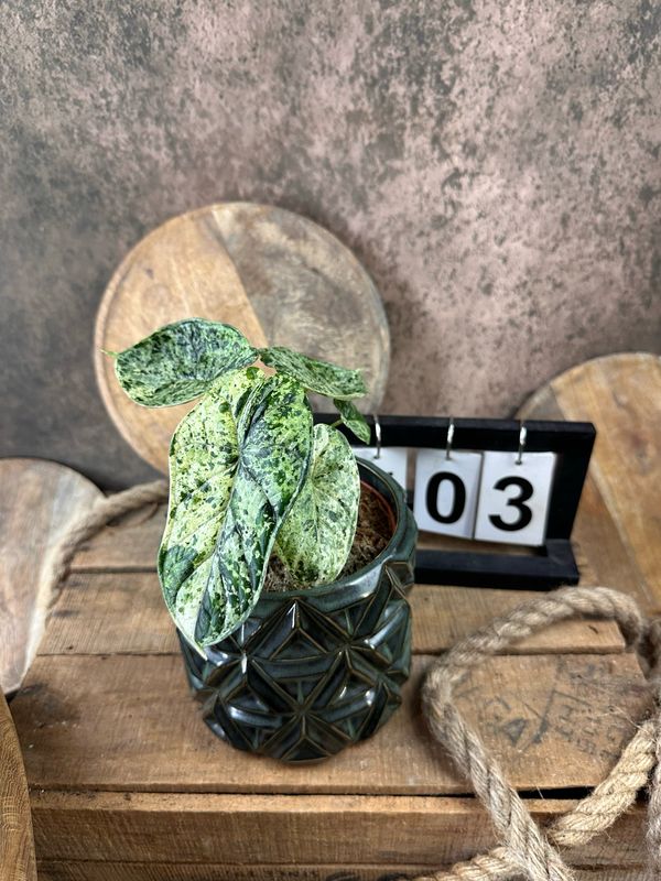 Alocasia Dragon Scale Mint Variegata #3 Alocasia Dragon Scale Mint Variegata #3