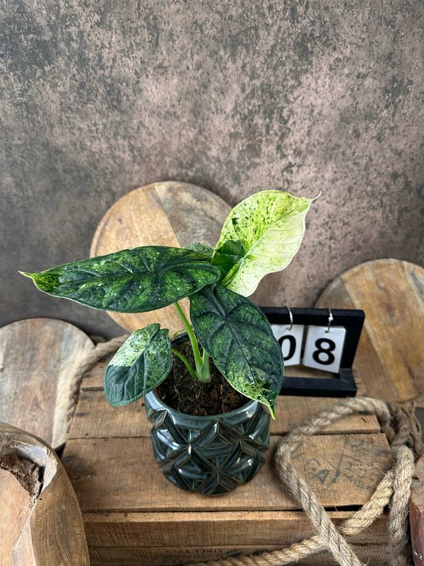 Alocasia Dragon Scale Mint Variegata #8 Alocasia Dragon Scale Mint Variegata #8