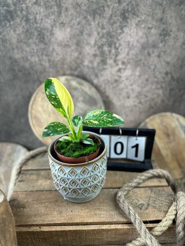 Philodendron Green Congo Marble Variegata #1 Philodendron Green Congo Marble Variegata #1