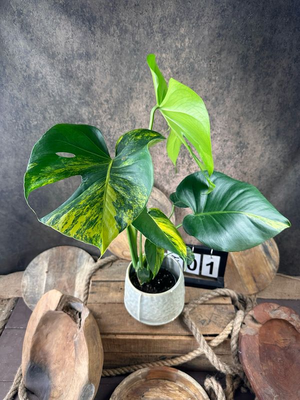 Monstera Deliciosa Aurea Variegata #1 Monstera Deliciosa Aurea Variegata #1