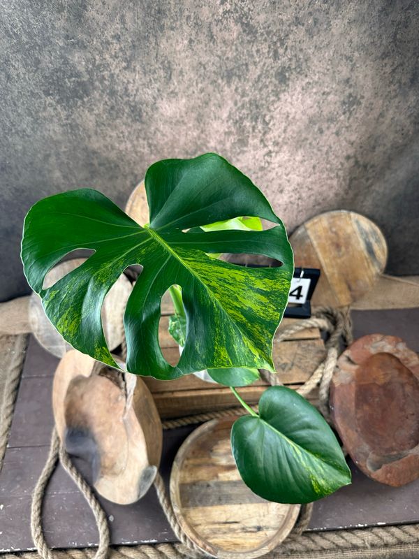 Monstera Deliciosa Aurea Variegata #4 Monstera Deliciosa Aurea Variegata #4