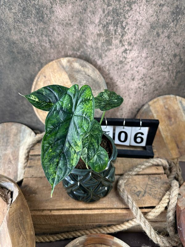 Alocasia Dragon Scale Mint Variegata #6 Alocasia Dragon Scale Mint Variegata #6