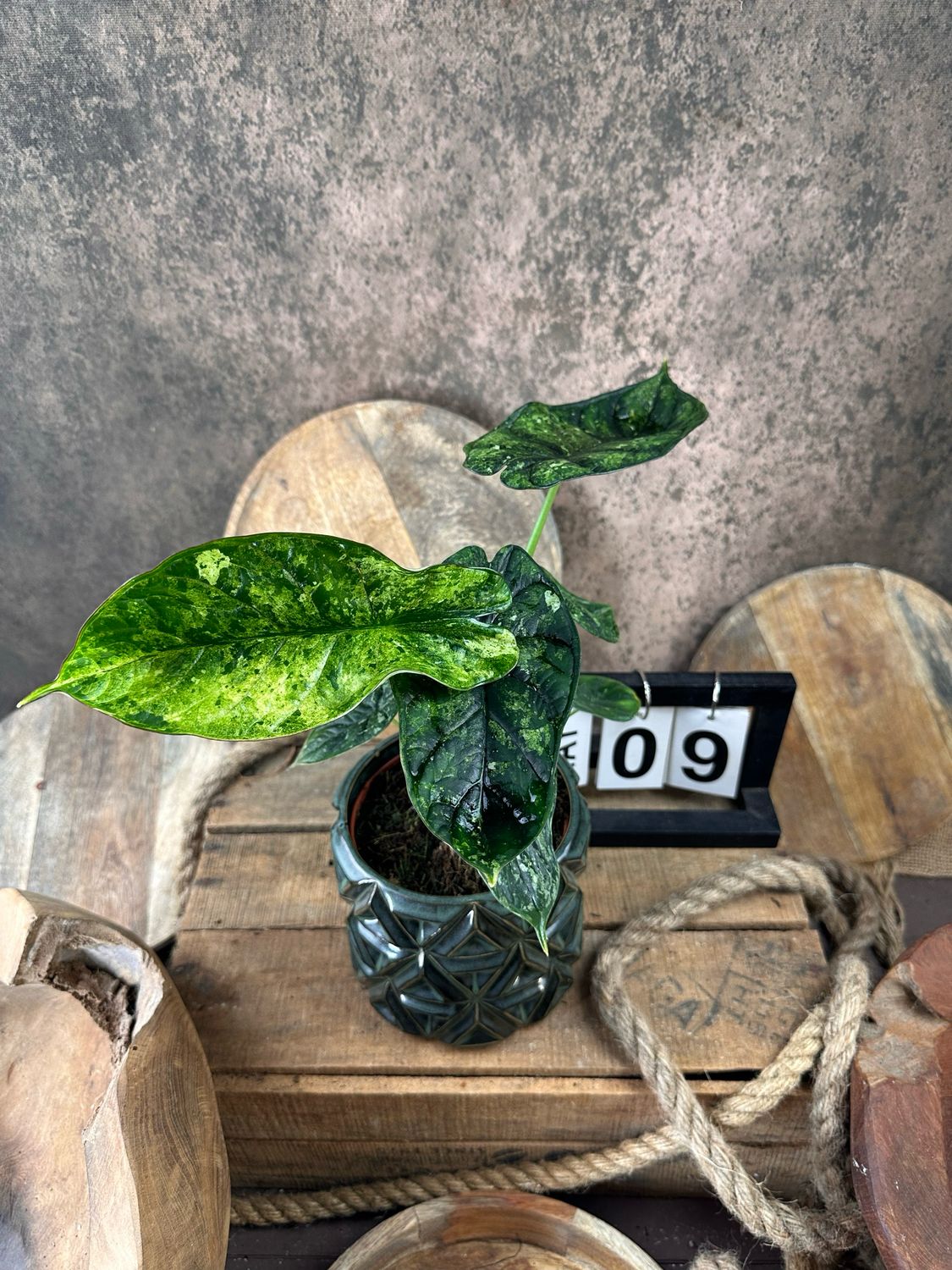 Alocasia Dragon Scale Mint Variegata #9