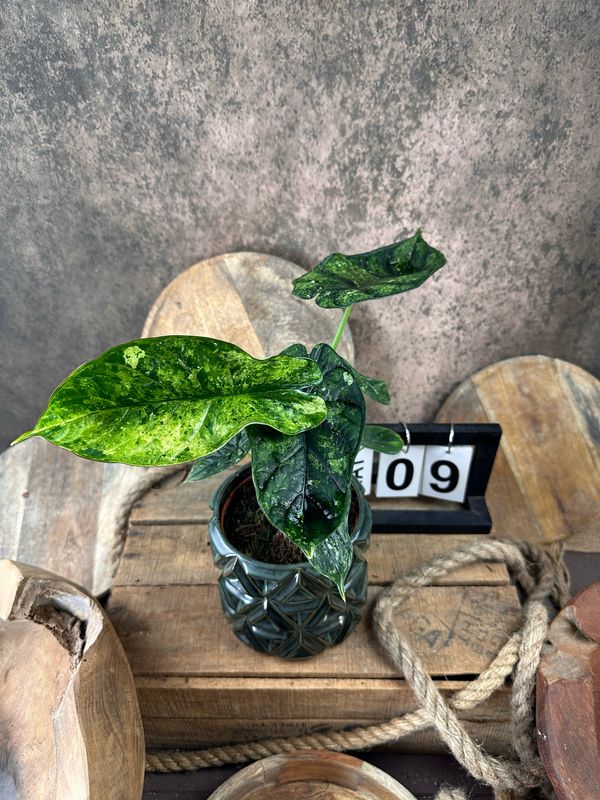 Alocasia Dragon Scale Mint Variegata #9 Alocasia Dragon Scale Mint Variegata #9