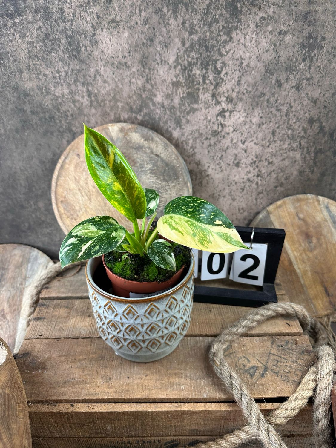 Philodendron Green Congo Marble Variegata #2