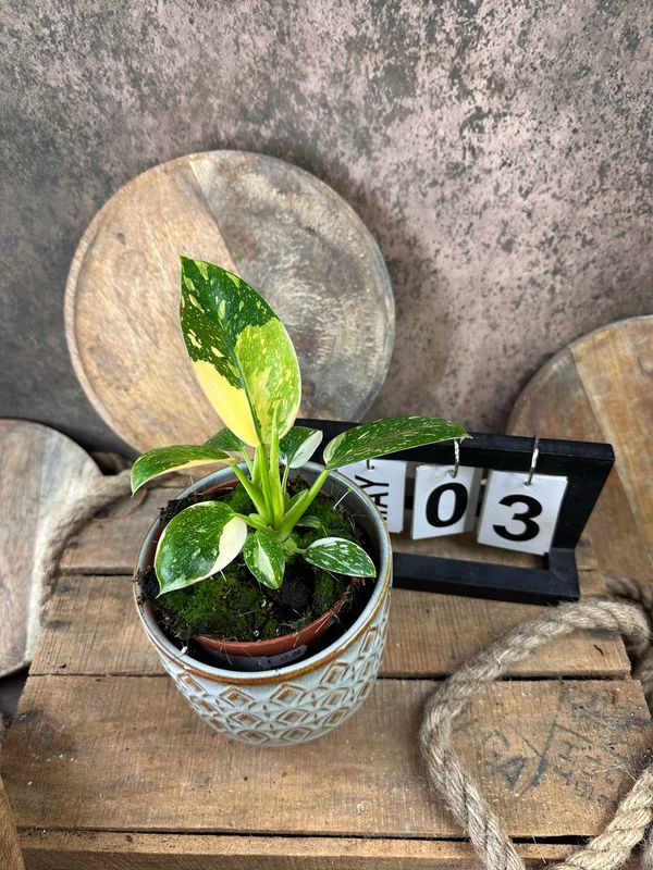 Philodendron Green Congo Marble Variegata #3 Philodendron Green Congo Marble Variegata #3