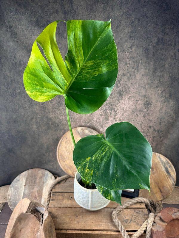 Monstera Deliciosa Aurea Variegata #6 Monstera Deliciosa Aurea Variegata #6