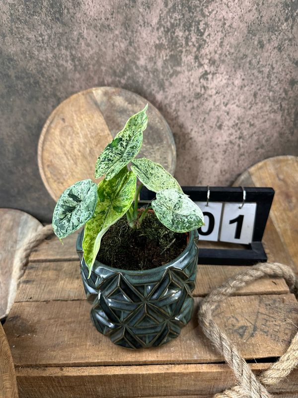 Alocasia Dragon Scale Mint Variegata #1 Alocasia Dragon Scale Mint Variegata #1