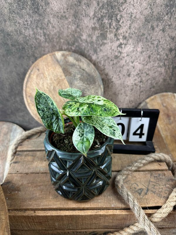 Alocasia Dragon Scale Mint Variegata #4 Alocasia Dragon Scale Mint Variegata #4