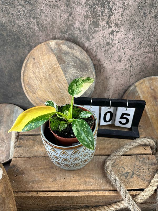 Philodendron Green Congo Marble Variegata #5 Philodendron Green Congo Marble Variegata #5