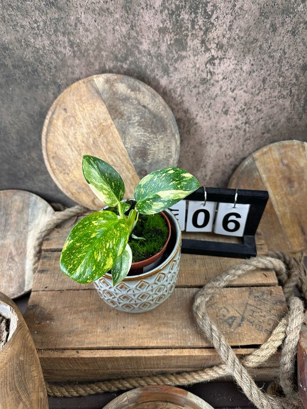 Philodendron Green Congo Marble Variegata #6 Philodendron Green Congo Marble Variegata #6