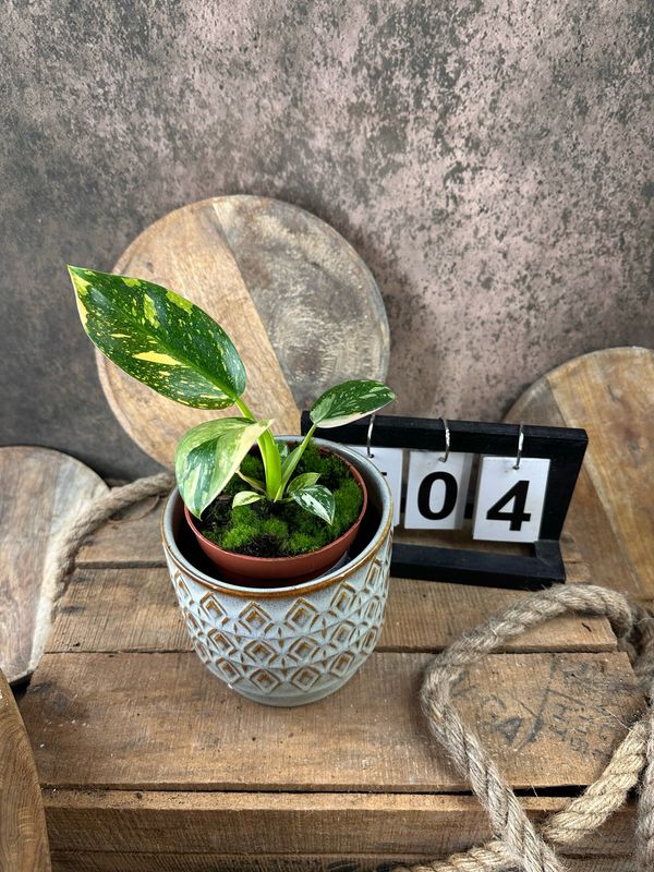 Philodendron Green Congo Marble Variegata #4 Philodendron Green Congo Marble Variegata #4