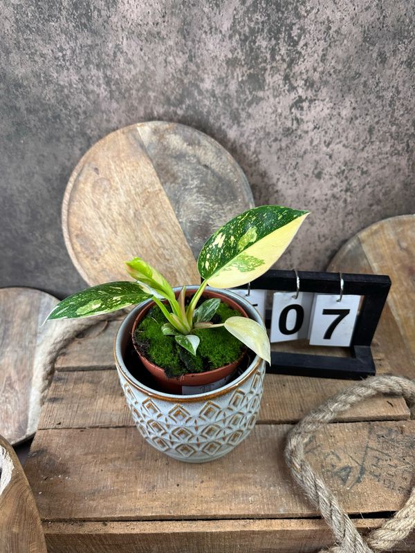 Philodendron Green Congo Marble Variegata #7 Philodendron Green Congo Marble Variegata #7