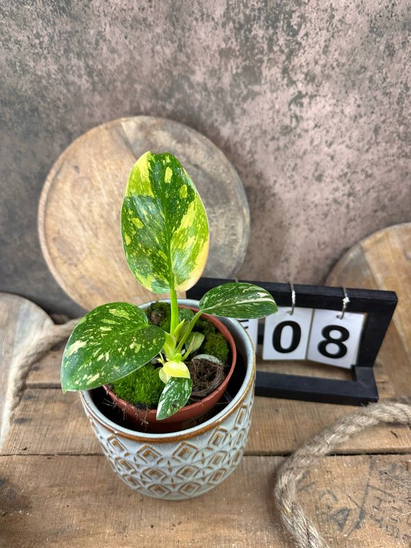 Philodendron Green Congo Marble Variegata #8 Philodendron Green Congo Marble Variegata #8