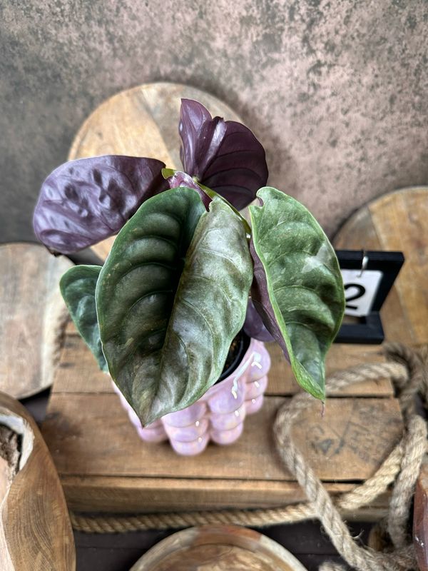 Alocasia Cuprea ‚Red Secret‘ Variegata #2 Alocasia Cuprea ‚Red Secret‘ Variegata #2