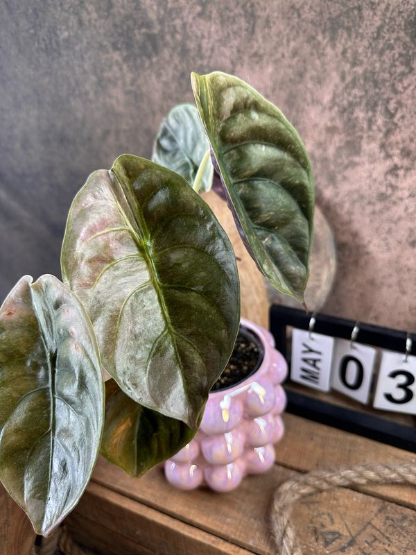 Alocasia Cuprea ‚Red Secret‘ Variegata #3 Alocasia Cuprea ‚Red Secret‘ Variegata #3
