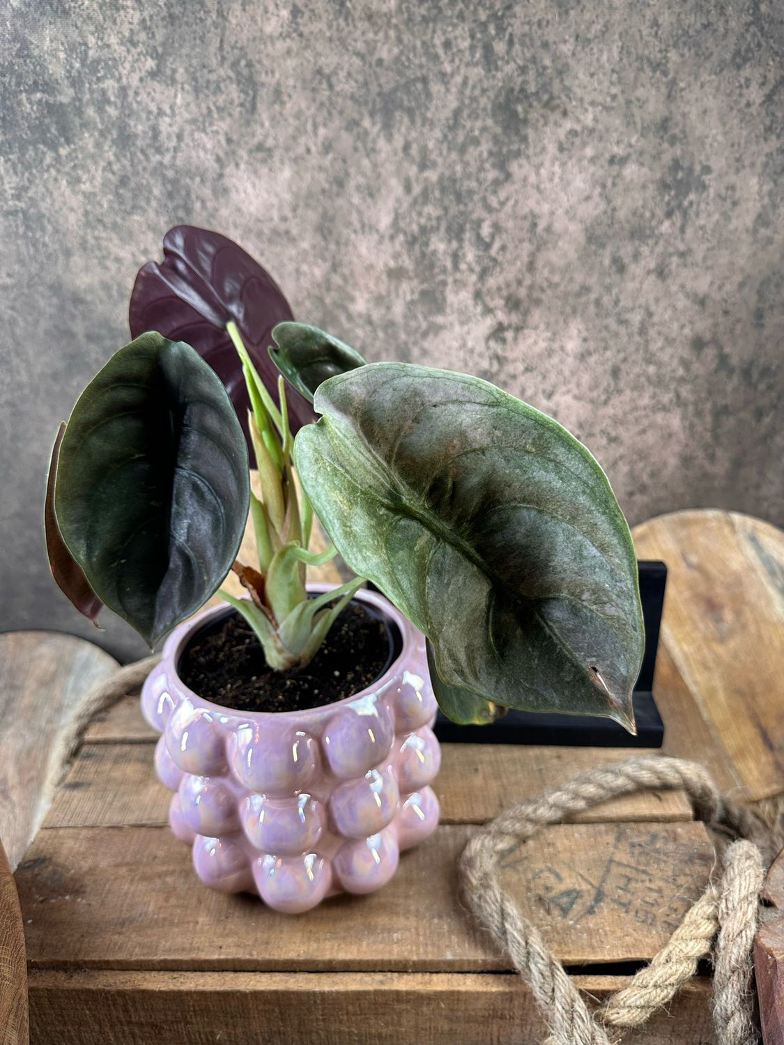 Alocasia Cuprea ‚Red Secret‘ Variegata #6