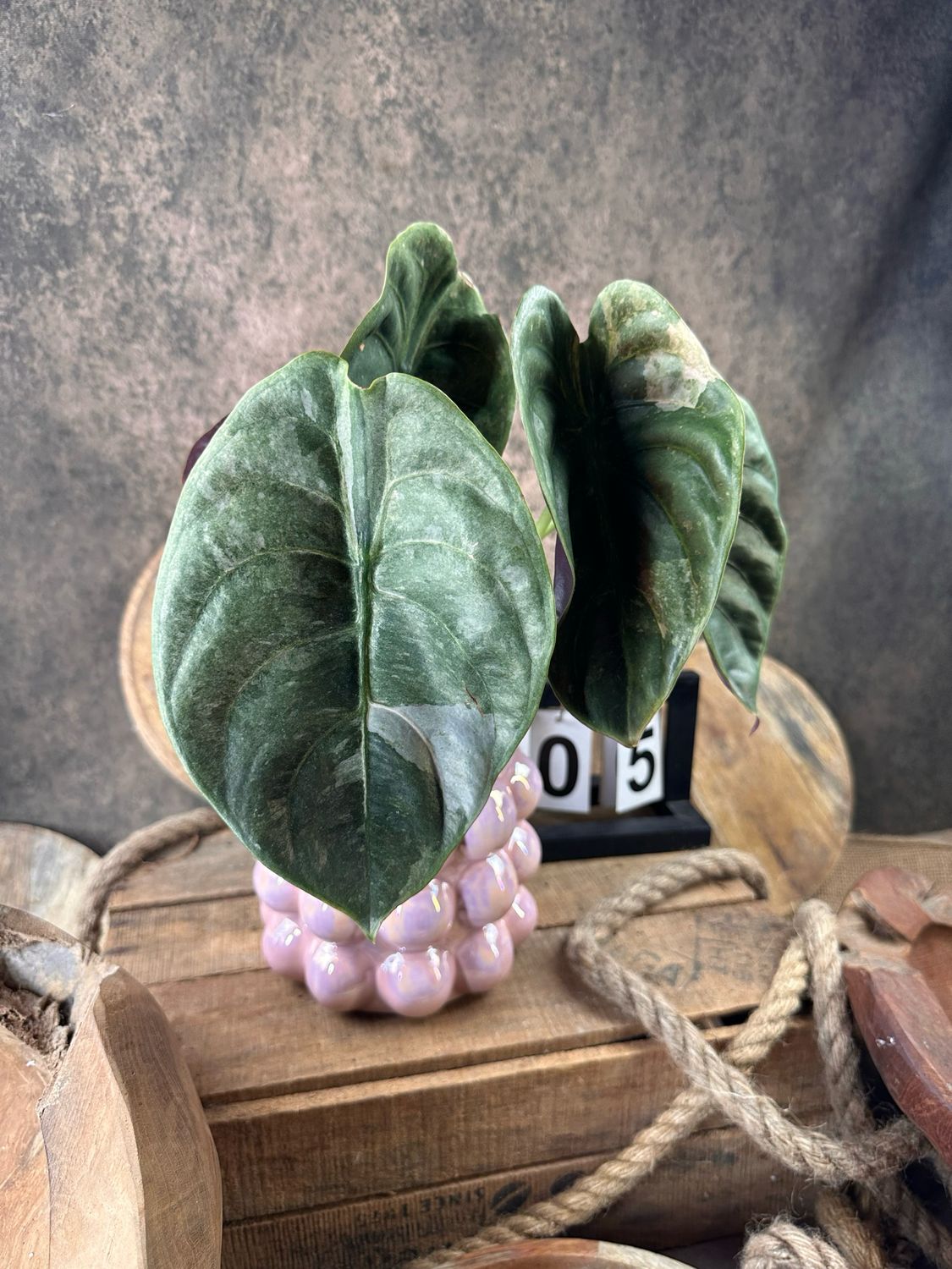 Alocasia Cuprea ‚Red Secret‘ Variegata #5
