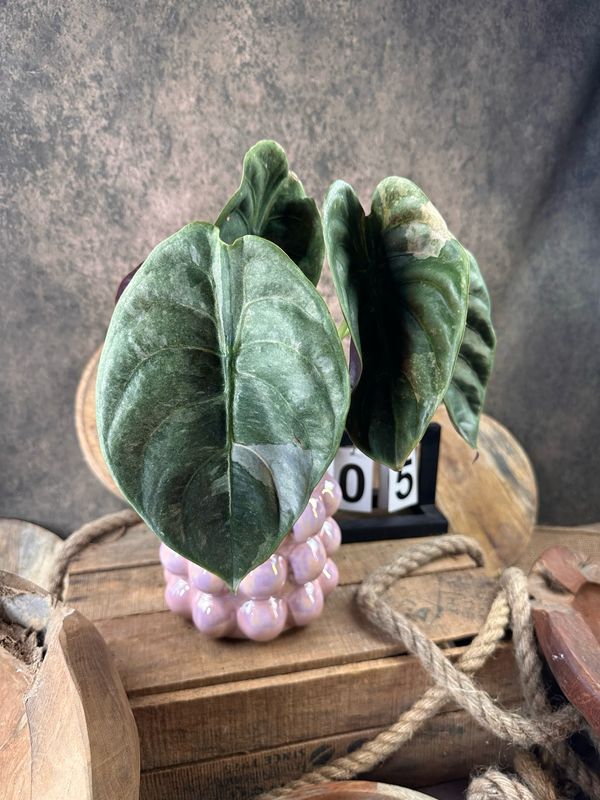 Alocasia Cuprea ‚Red Secret‘ Variegata #5 Alocasia Cuprea ‚Red Secret‘ Variegata #5