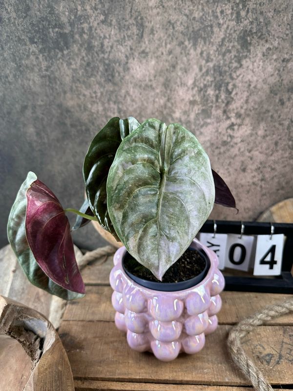Alocasia Cuprea ‚Red Secret‘ Variegata #4 Alocasia Cuprea ‚Red Secret‘ Variegata #4