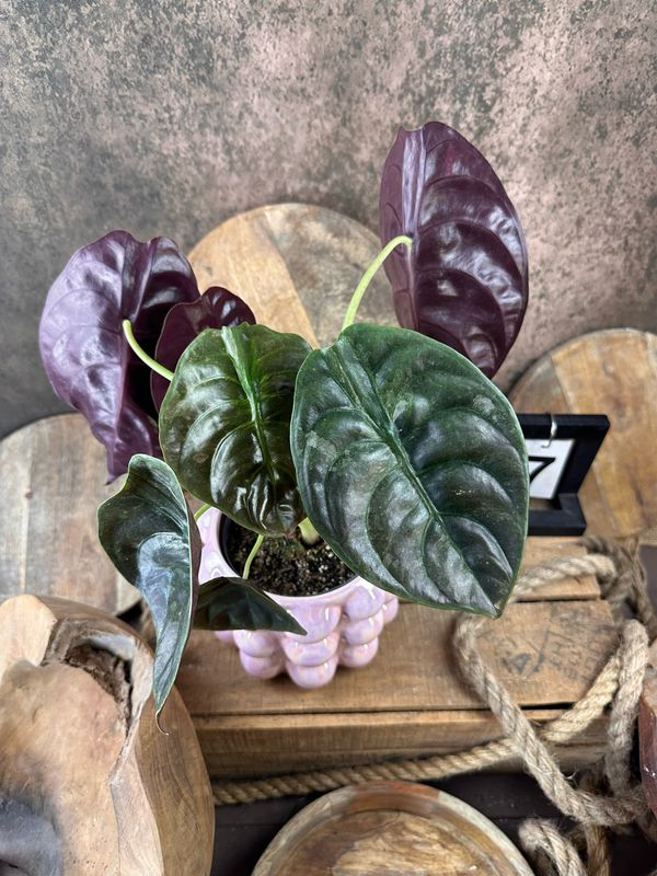 Alocasia Cuprea ‚Red Secret‘ Variegata #7 Alocasia Cuprea ‚Red Secret‘ Variegata #7
