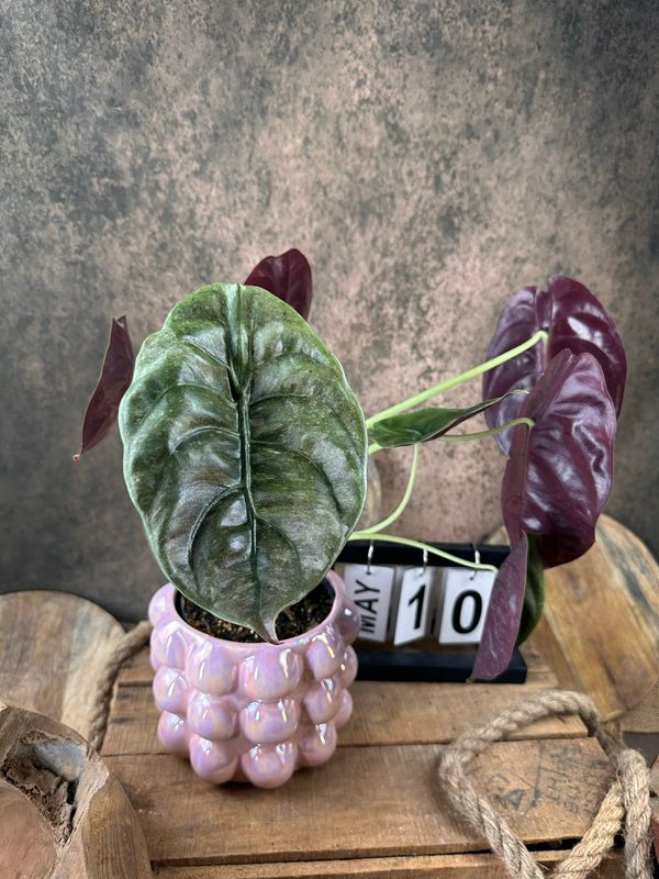 Alocasia Cuprea ‚Red Secret‘ Variegata #10 Alocasia Cuprea ‚Red Secret‘ Variegata #10