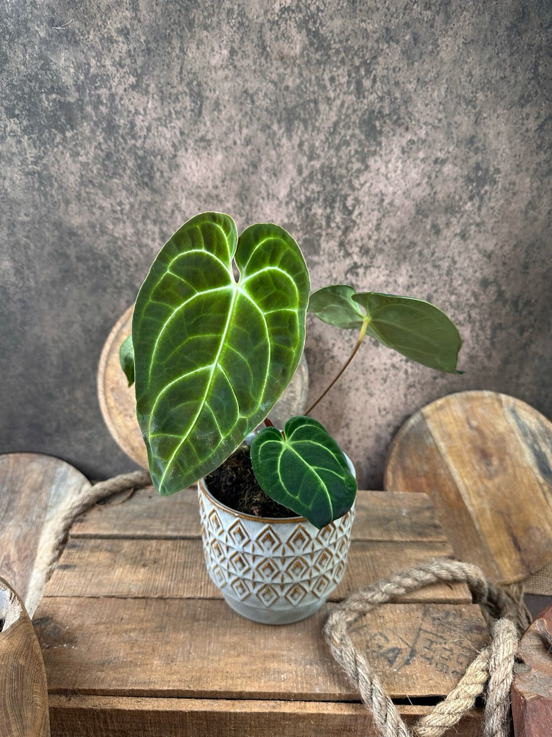 Anthurium Regale