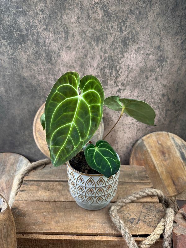 Anthurium Regale