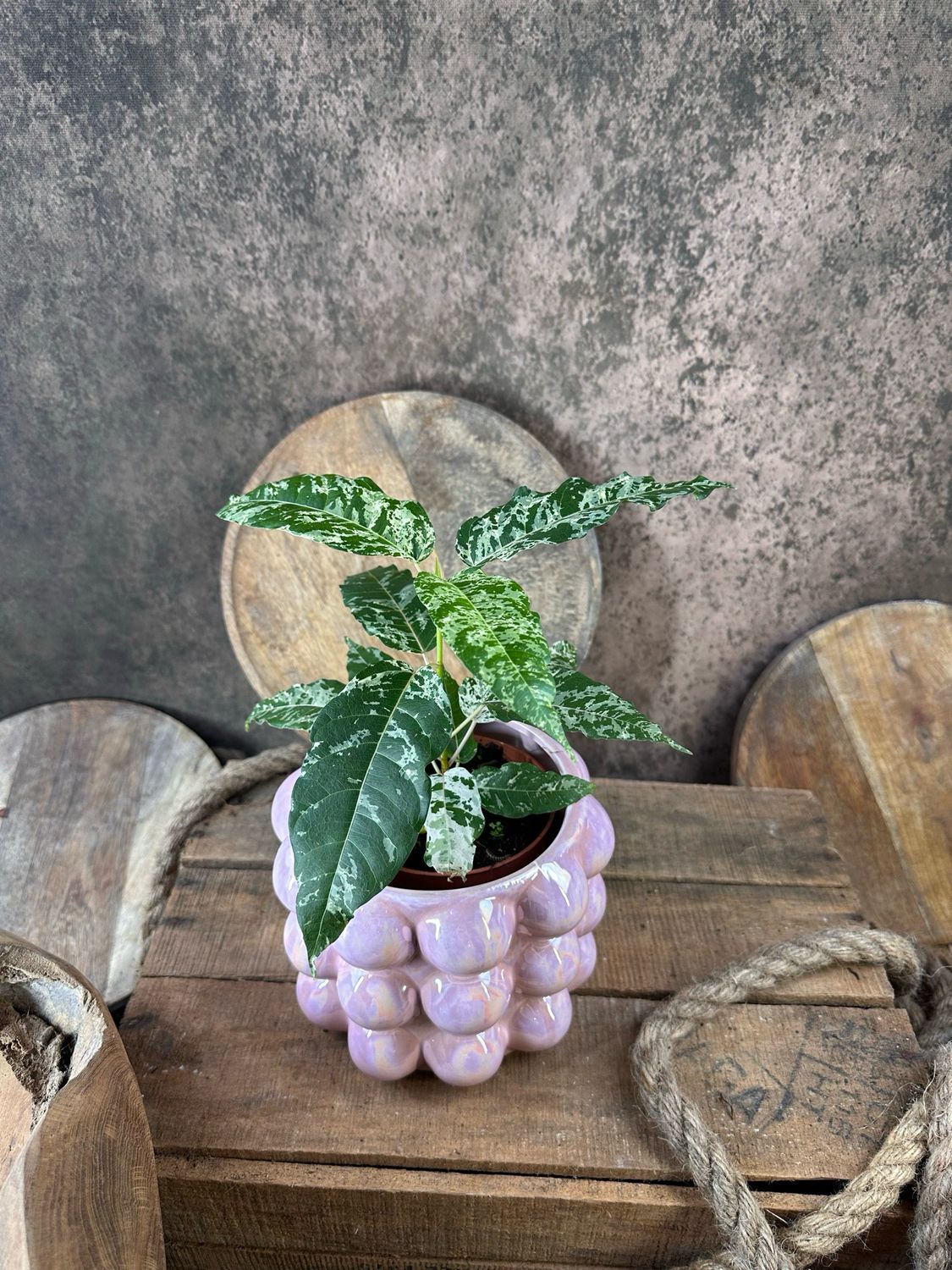 Ficus aspera Variegata 