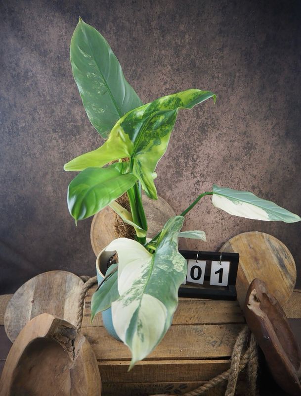 Philodendron Silver Sword Variegata #1 Philodendron Silver Sword Variegata #1
