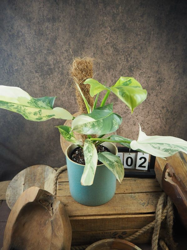 Philodendron Silver Sword Variegata #2 Philodendron Silver Sword Variegata #2