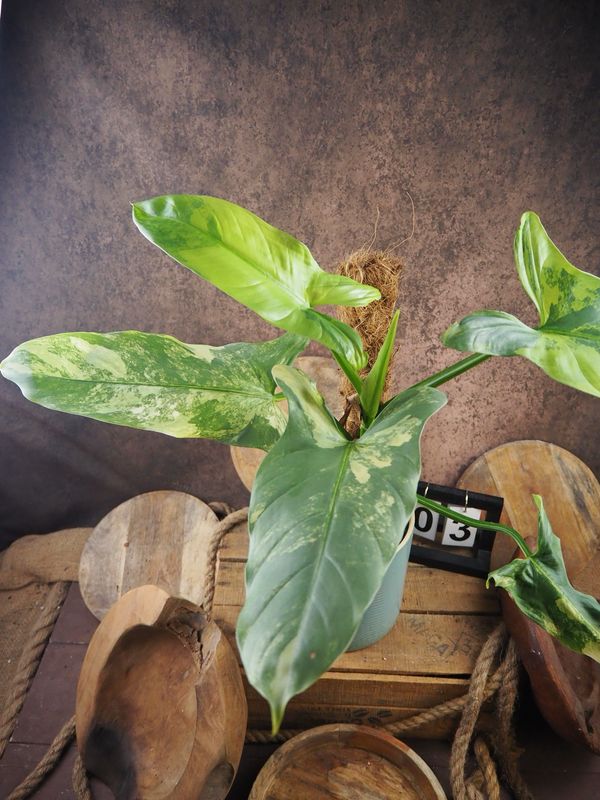 Philodendron Silver Sword Variegata #3 Philodendron Silver Sword Variegata #3
