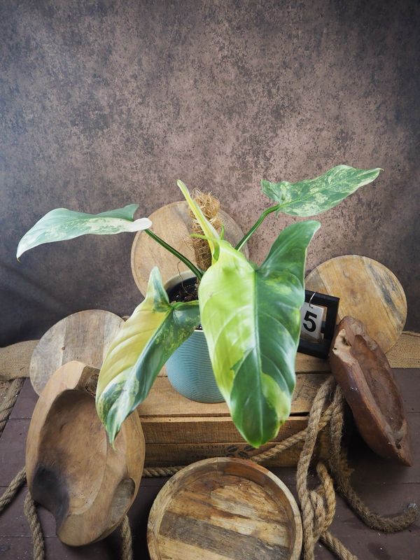 Philodendron Silver Sword Variegata #5 Philodendron Silver Sword Variegata #5